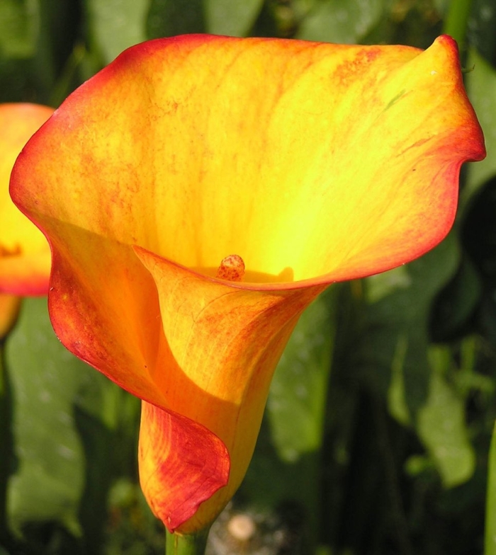 Калла флейм