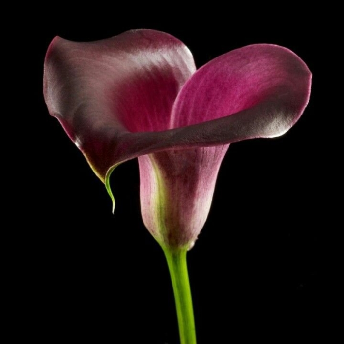 Зантедеския фиолетовая