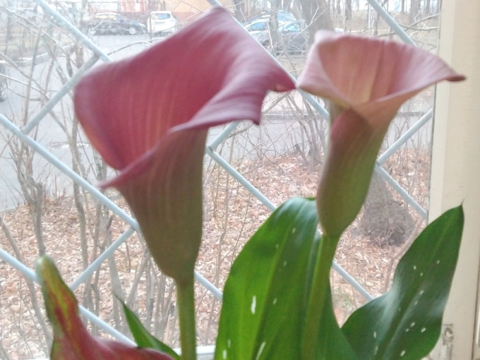 Калла домашняя