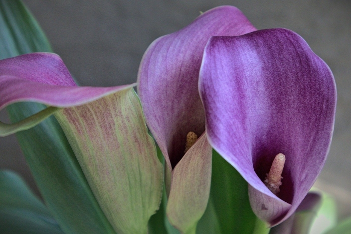 Калла корневая