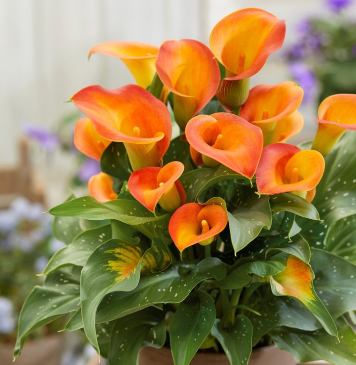 Калла капитан брунелло