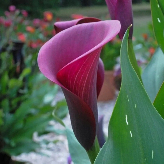 Калла каптейн промис