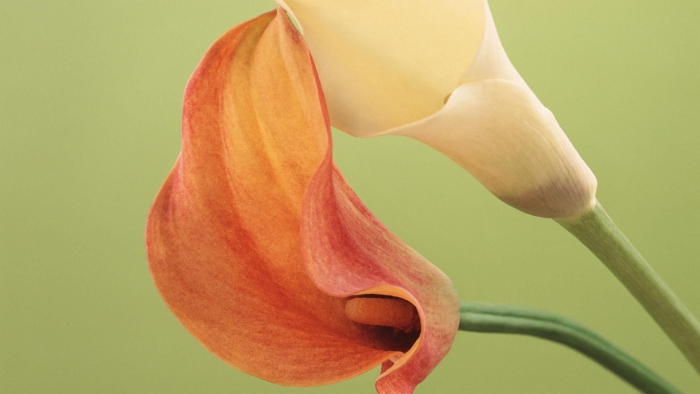 Калла каптейн вентура