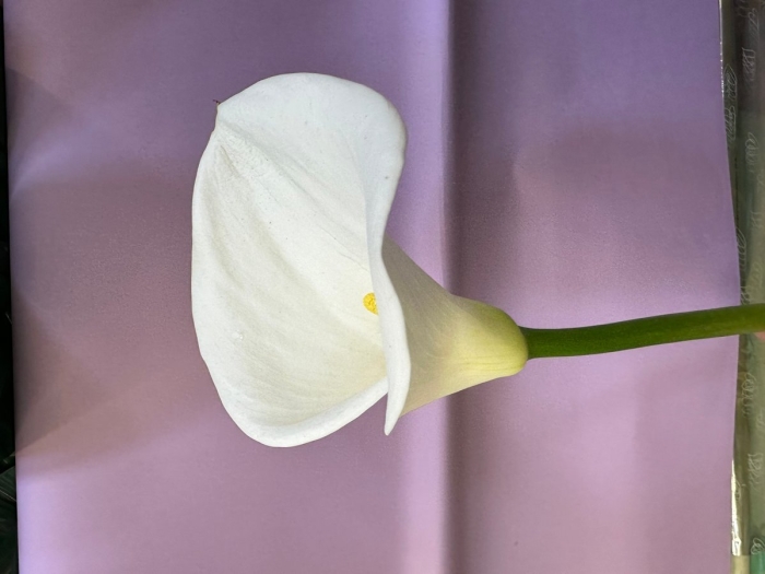 Белая калла цветок