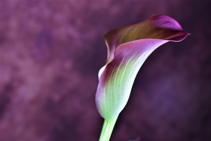 Calla lily цветок