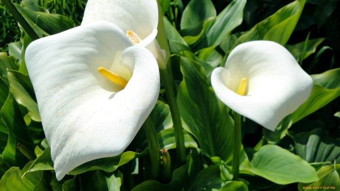 Калла эфиопская зантедеския