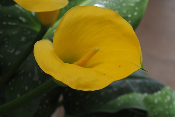 Калла albomaculata