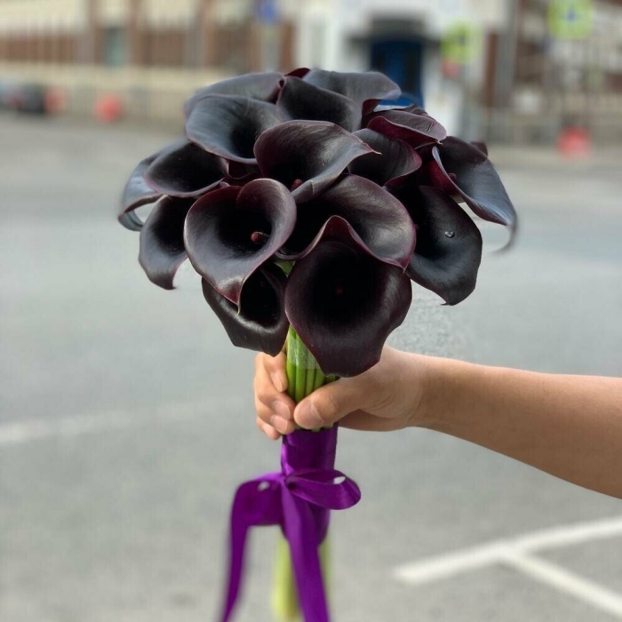 Черная калла