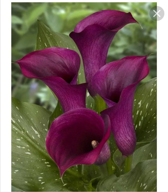 Калла капитан промис