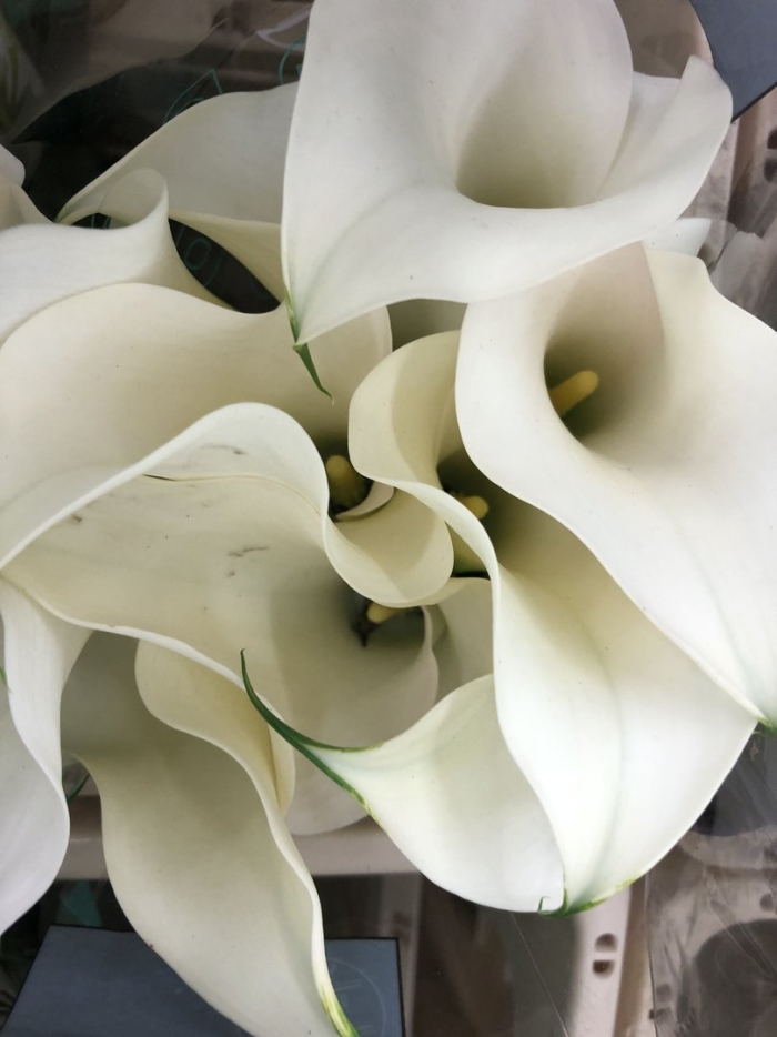 Необычные белые цветы