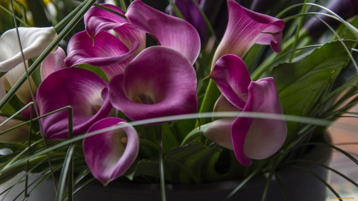 Лиловые каллы