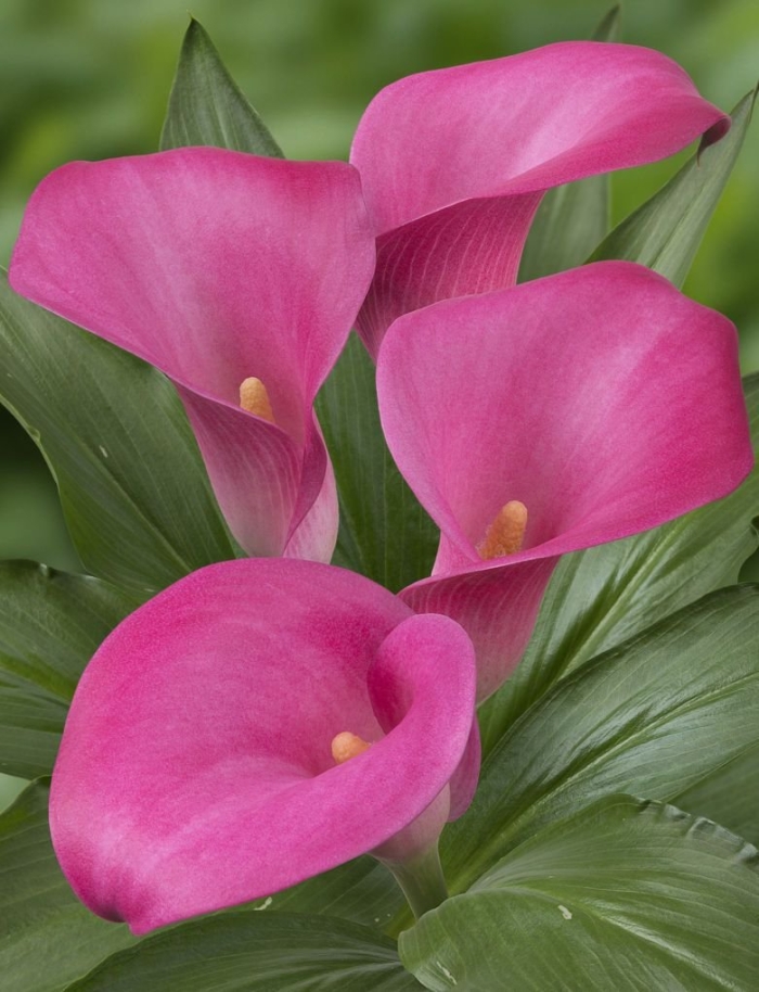 Калла капитан промис