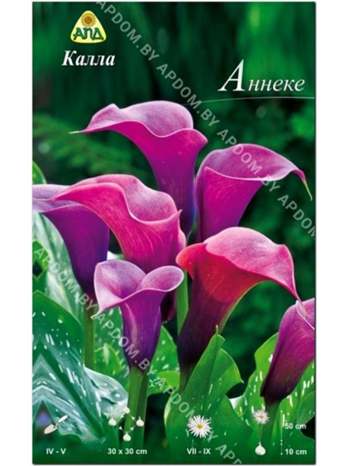 Калла аннеке