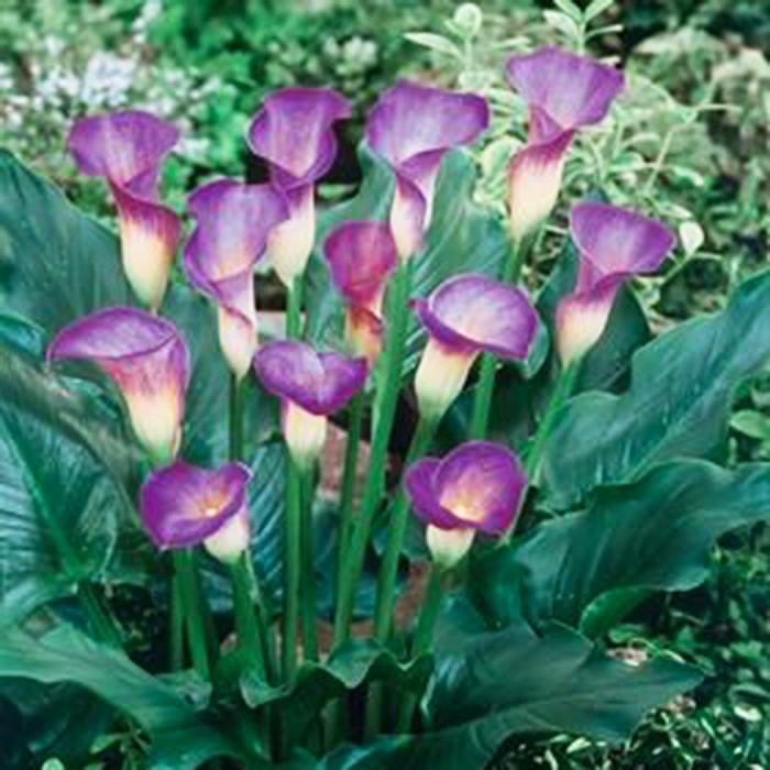 Калла зантедеския