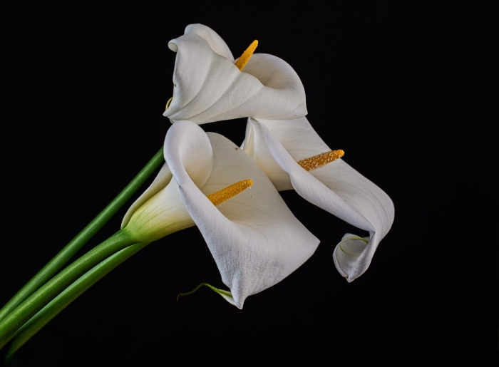 Гиппеаструм афродита