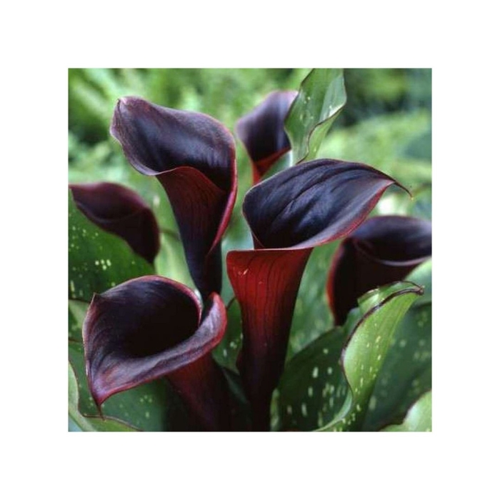 Калла блэк форест