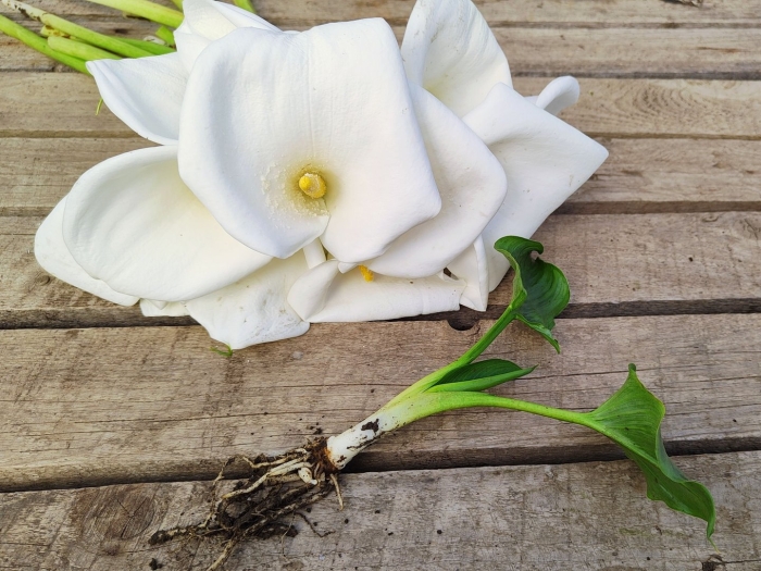 Калла эфиопская