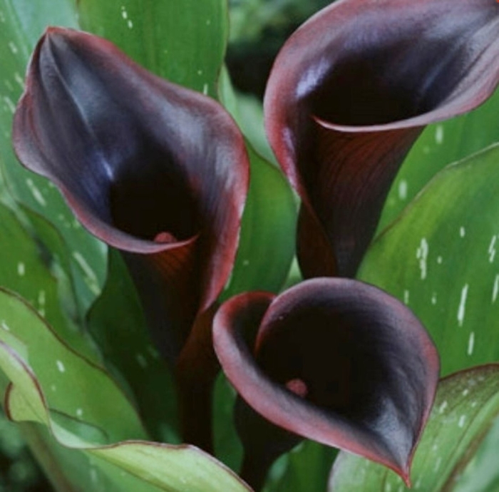 Калла black star