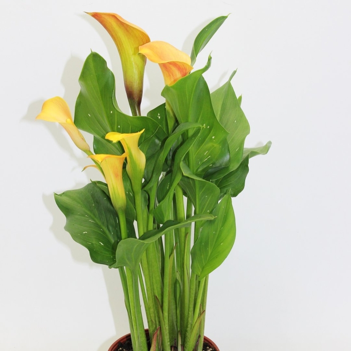 Калла комнатная