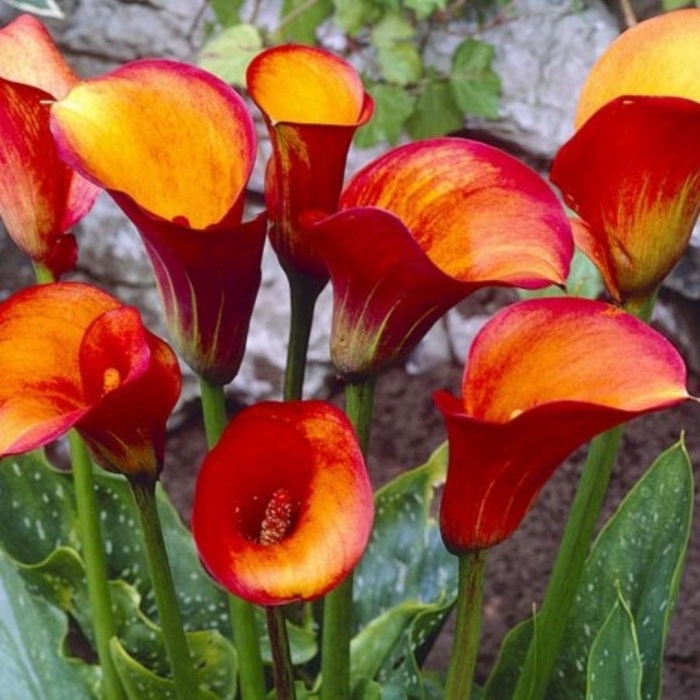 Zantedeschia flame калла
