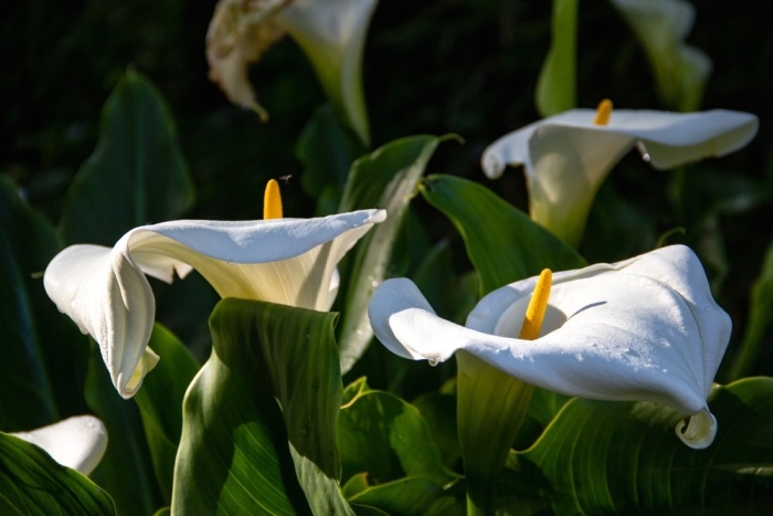 Zantedeschia aethiopica