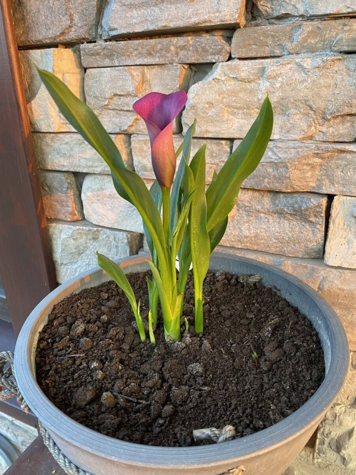 Комнатная калла