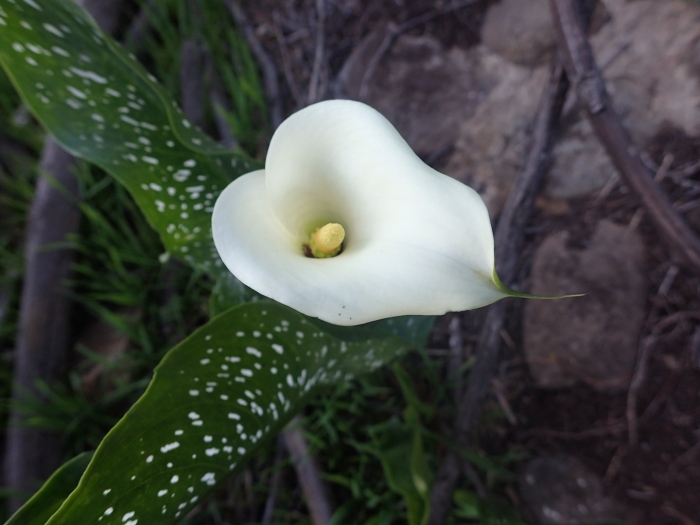 Зантедеския белопятнистая