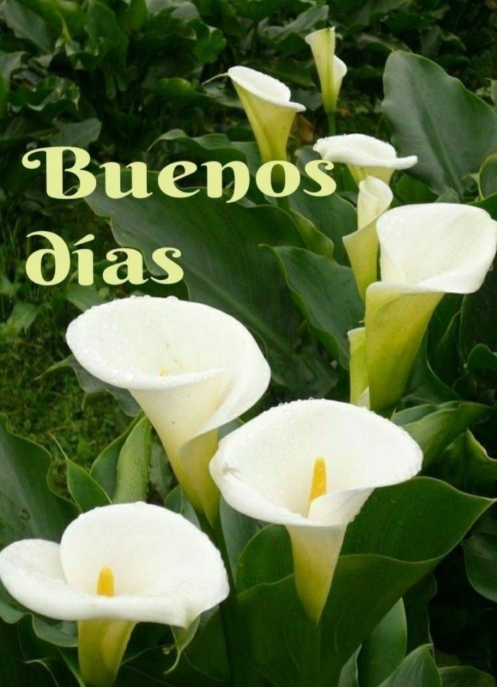 Калла элегант свон