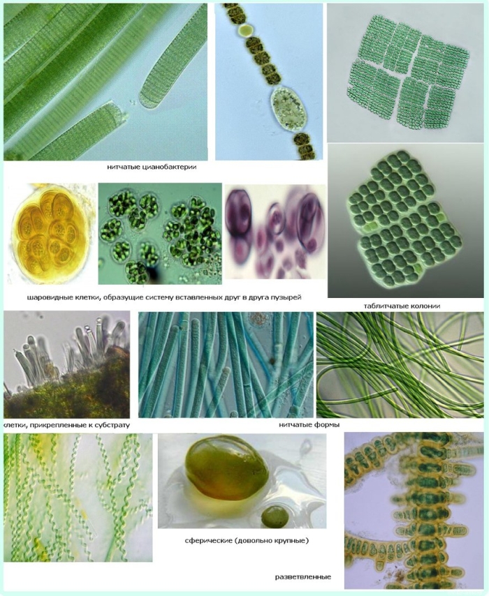 Синезелёные водоросли цианобактерии