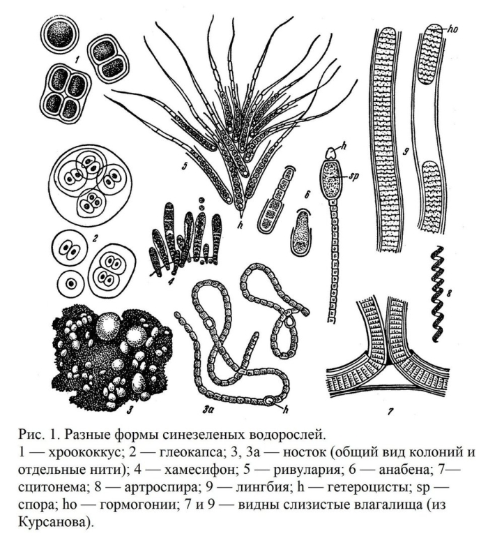 Синезелёные водоросли строение