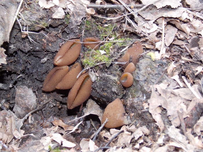 Пецица коричнево каштановая