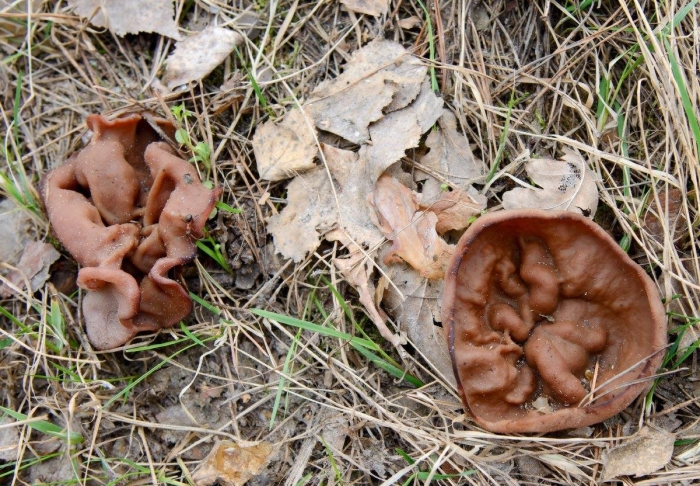 Дисцина щитовидная гриб