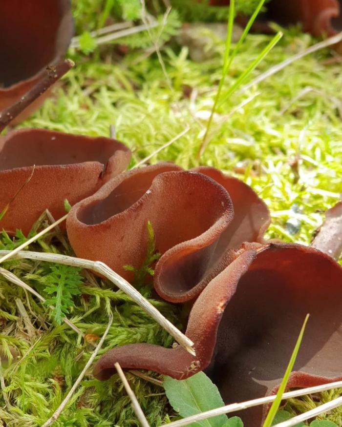 Пецица коричневая (peziza badia