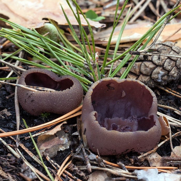 Пецица изменчивая