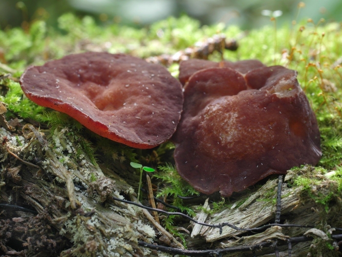 Auricularia auricula judae