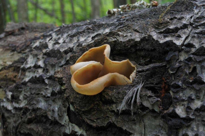 Пецица изменчивая