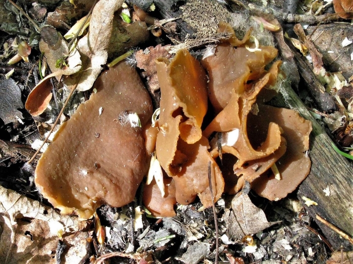 Пецица изменчивая