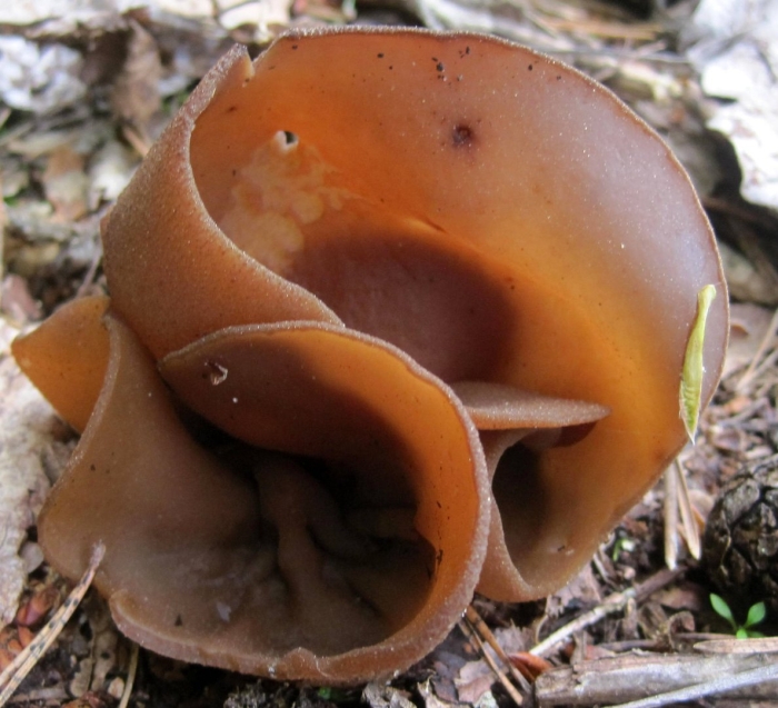 Пецица изменчивая