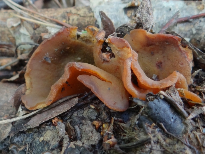 Оранжевая пецица алеврия