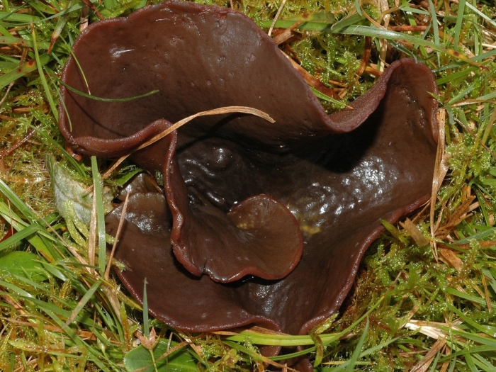 Саркосома шаровидная sarcosoma globosum