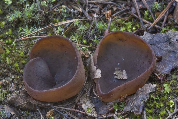 Пецица гриб