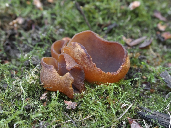 Пецица коричневая