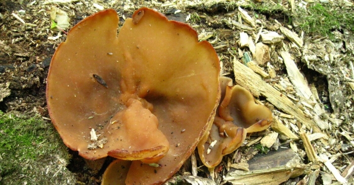 Пецица гриб