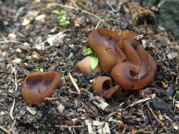 Пецица гриб