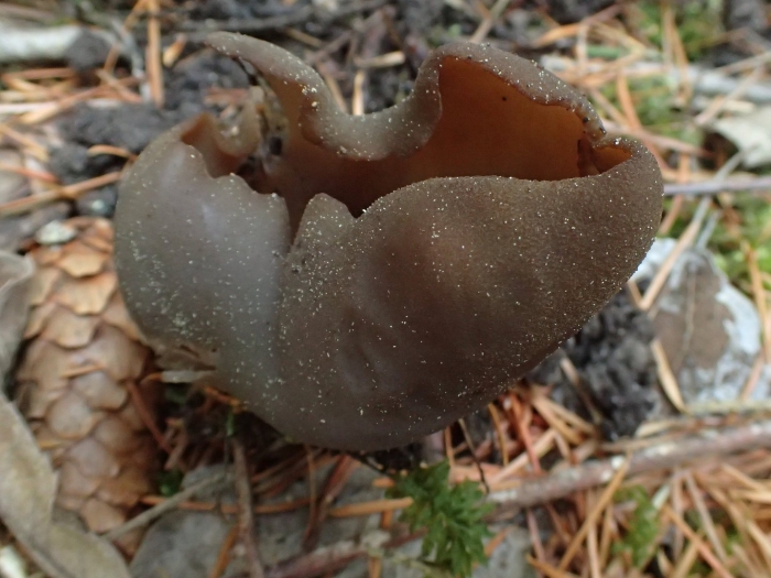 Peziza phyllogena