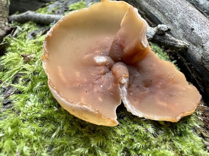 Пецица изменчивая