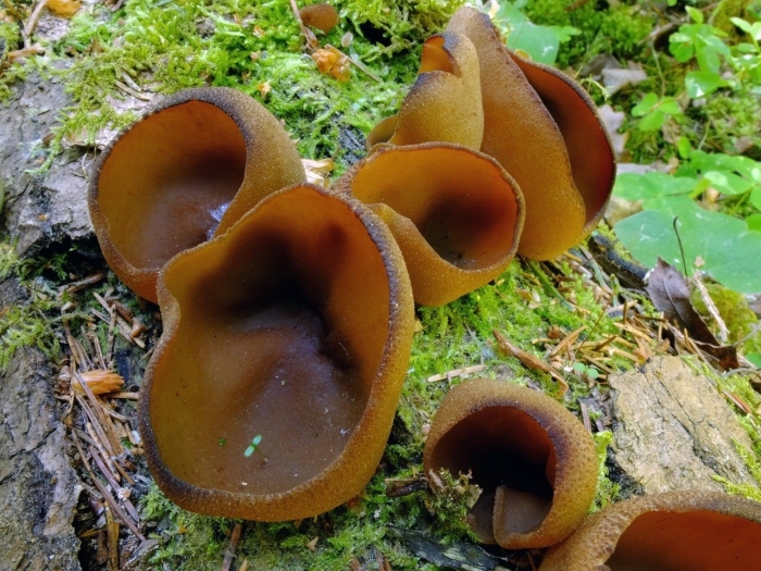 Пецица коричневая