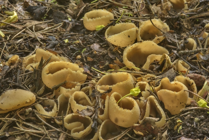 Пецица пузырчатая гриб