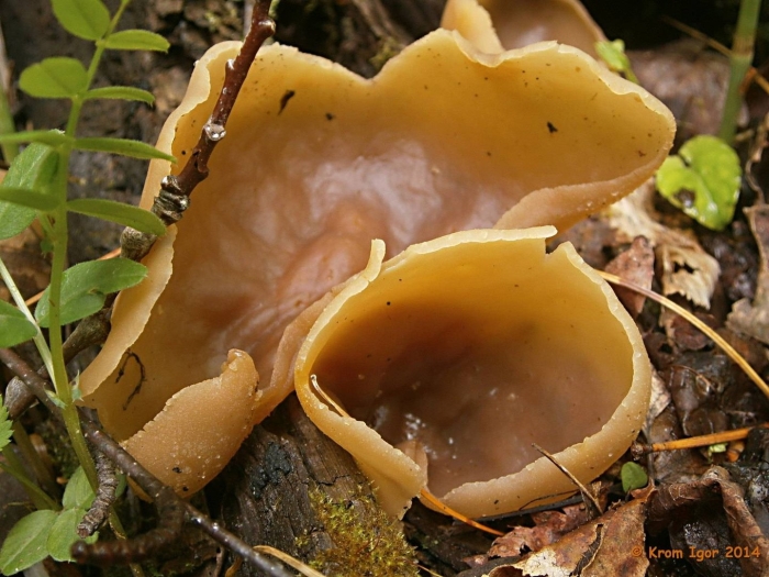 Пецица пузырчатая peziza vesiculosa