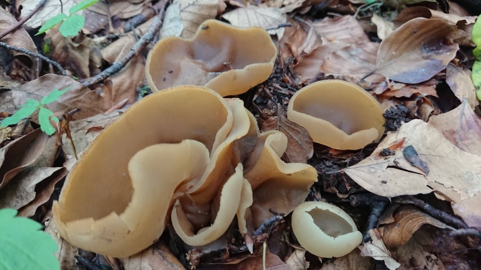 Пецица пузырчатая гриб